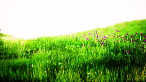 Beautiful-meadow-field-with-fresh-grass